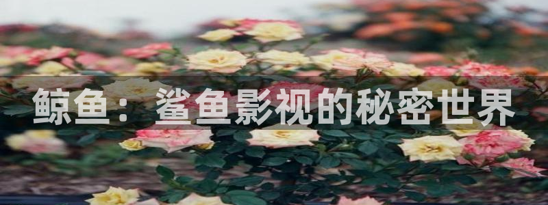 日韩影院欧美影院：鲸鱼：鲨鱼影视的秘密世界